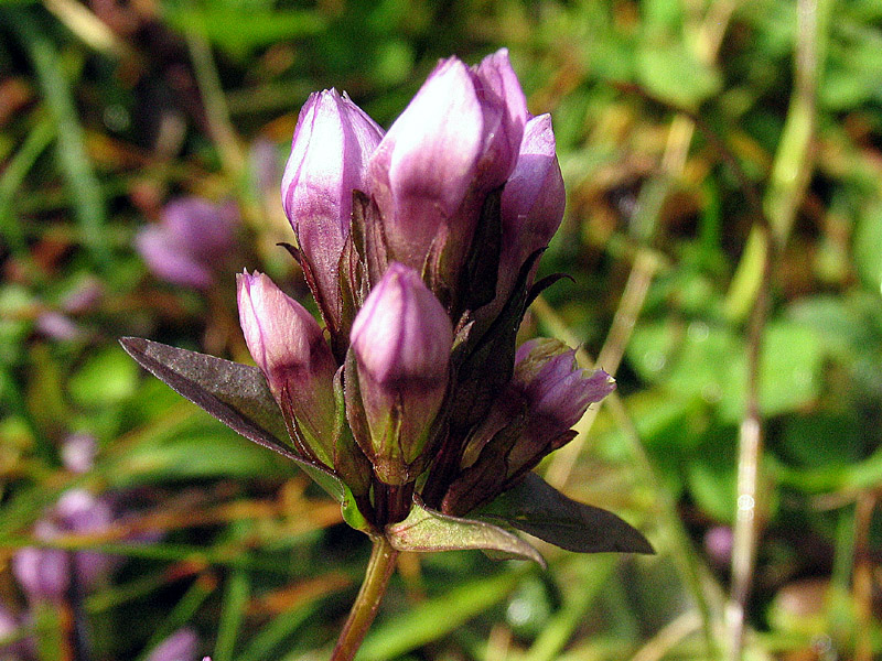 Gentianella engadinensis / Genzianella dell''Engadina